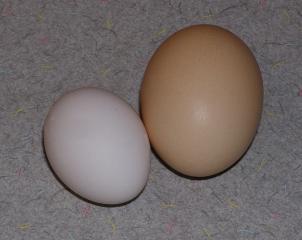 47066_p1010016_3.jpg