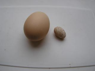 47066_p1010017_5.jpg