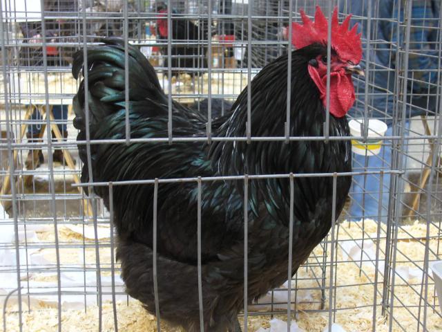 47159_australorp_roo.jpg