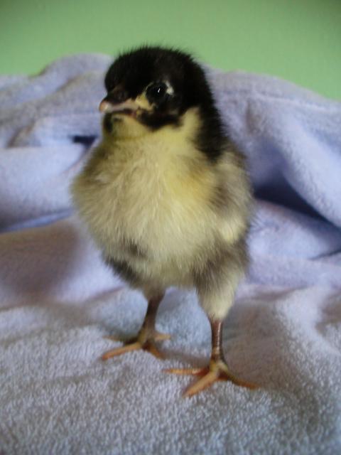 47159_blk_australorp.jpg