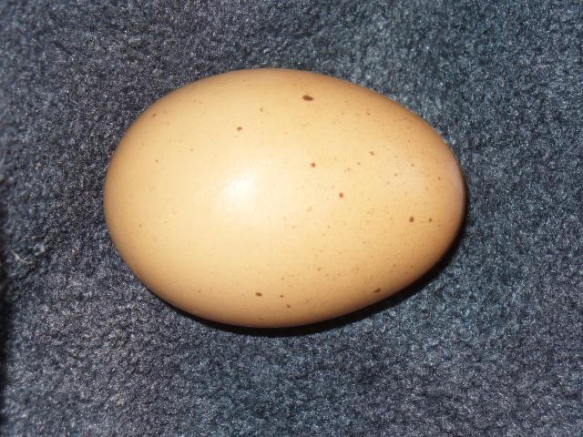 47159_egg_1.jpg