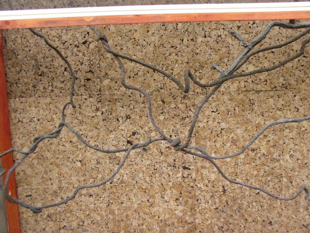 47159_elliots_cage_vines.jpg