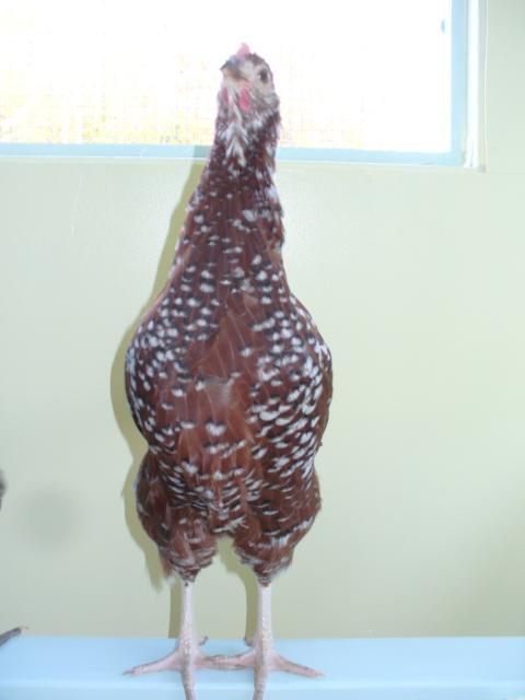 47159_kitty_on_roost.jpg