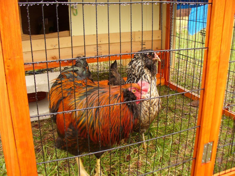 47159_merlin_and_myrtle.jpg
