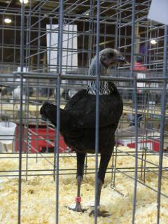 47159_stilt_leg_chicken.jpg