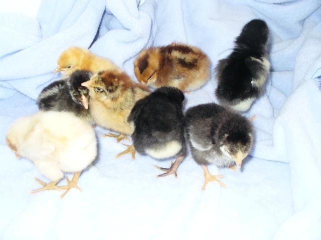 47159_the_chicklets.jpg