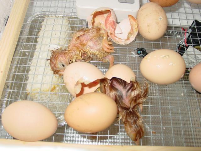 47208_2nd_two_chicks.jpg