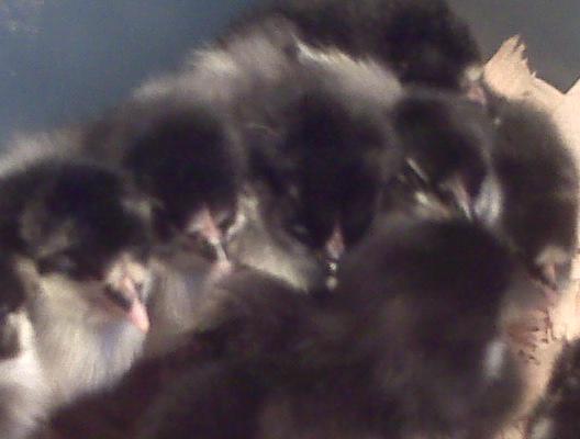47216_chicks2.jpg