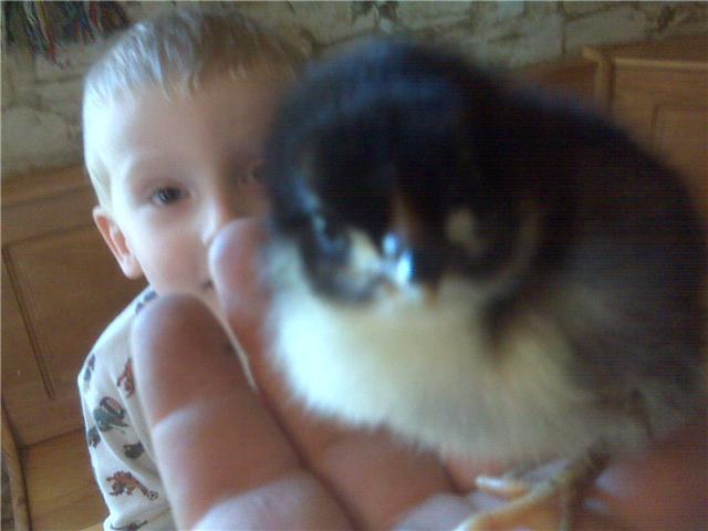 47216_chicks3.jpg