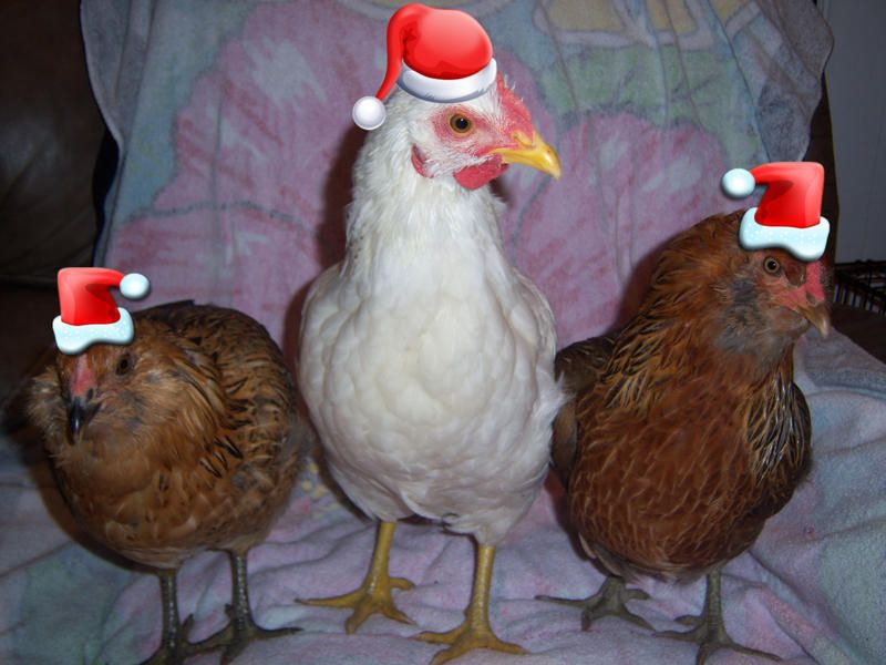 give chickens for christmas