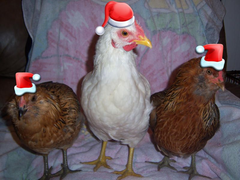 47233_merry_clucking_xmas.jpg