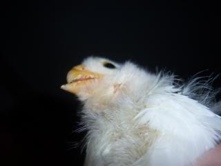 47233_sammys_beak_2.jpg