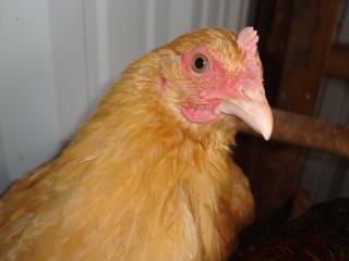 47242_picture_017.jpg