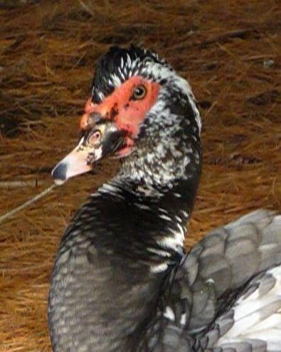 4725_p1090212a.jpg