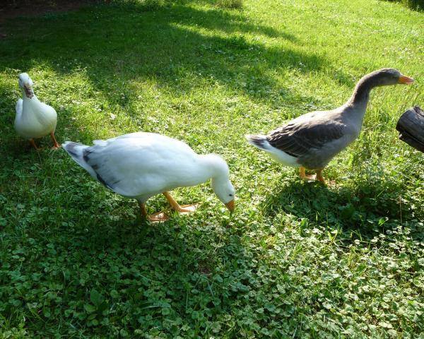 4725_p1120788.jpg