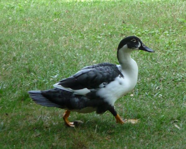 4725_p1130853.jpg