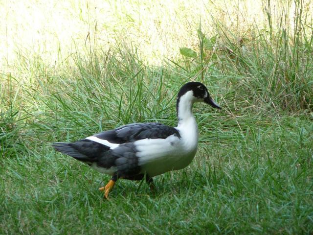 4725_p1130888.jpg