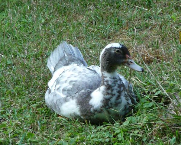 4725_p1140063.jpg