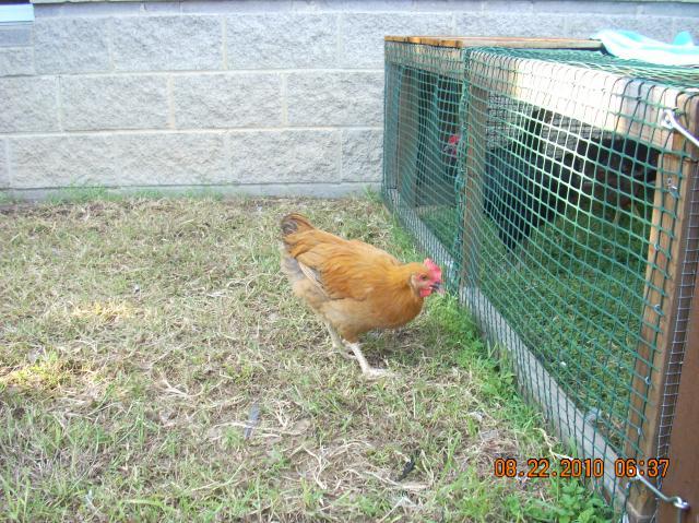 47364_roosters_for_sale_018.jpg