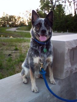 47394_chico34.jpg