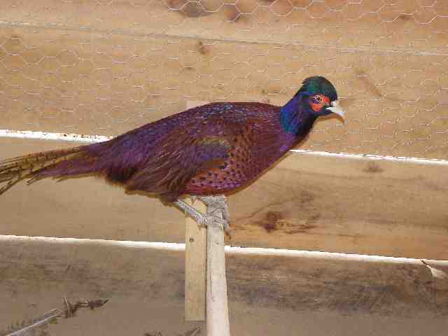 47441_talishrooster.jpg