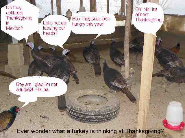 47441_turkey_talk.jpg