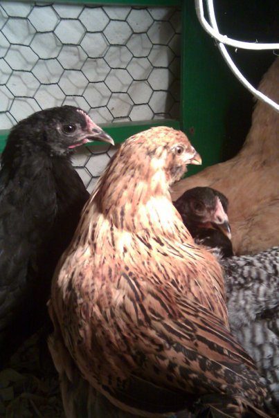 47528_chickens8.jpg