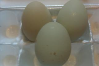 47528_eggs1.jpg