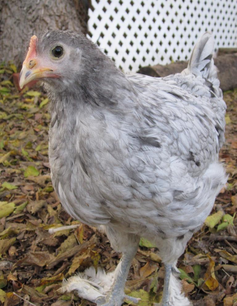 47528_splash_marans_pullet_10_wks-3.jpg