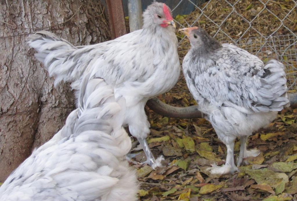 47528_splash_marans_roo2_and_pullet_2_10_wks.jpg