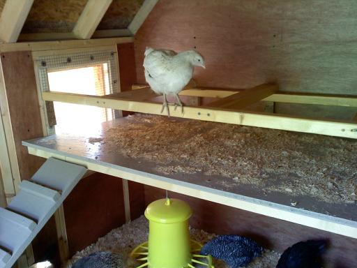 47585_1st_chicken_on_roost.jpg