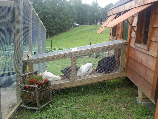 47585_tunnel_with_chickens_inside.jpg