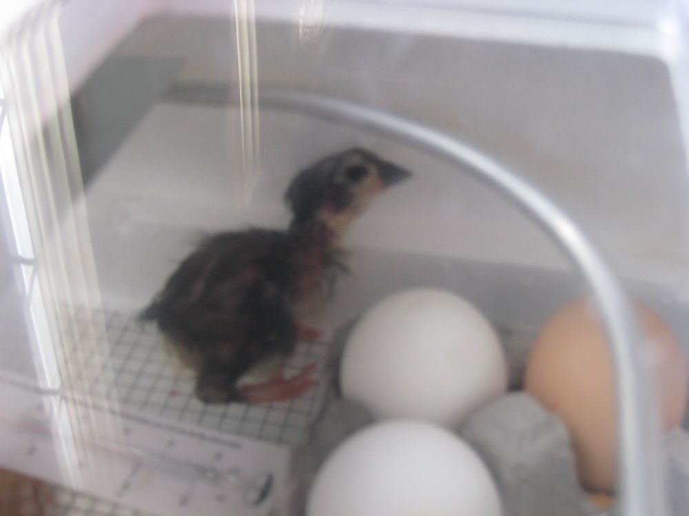 47621_baby_chick.jpg