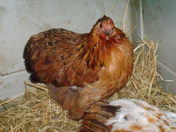 47689_cochinp2.jpg