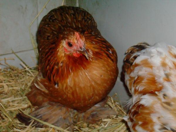 47689_cochinp3.jpg