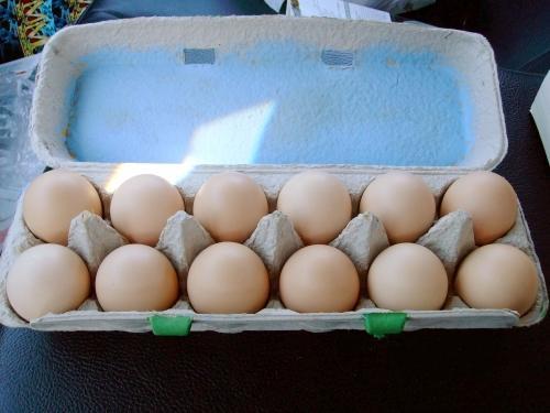 47689_eggs.jpg
