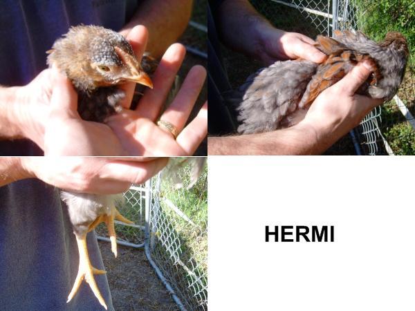 47689_hermi7weeks.jpg
