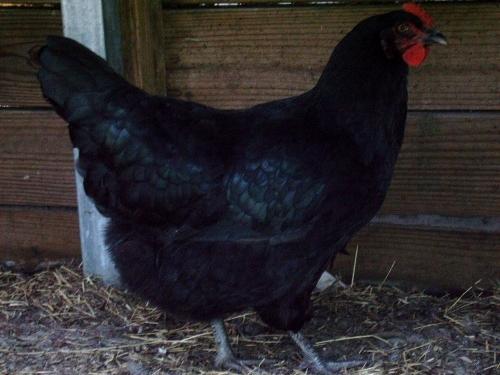 47689_laylaconfo1.jpg