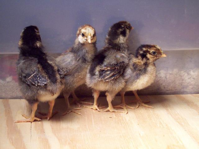 47690_blrw_chicks_11-7-10_005.jpg