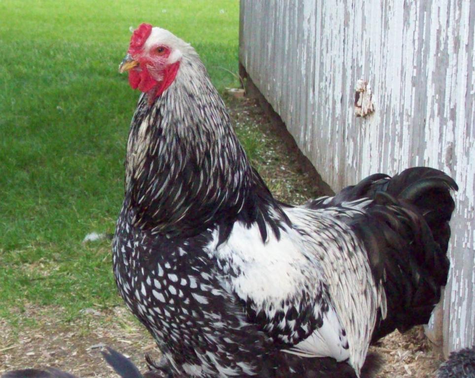 47690_chickens_only_016.jpg