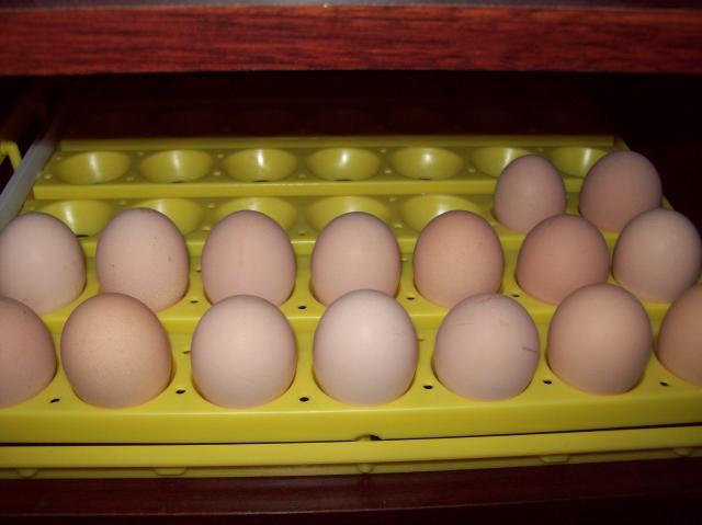 47690_eggs_12-25-10_003.jpg