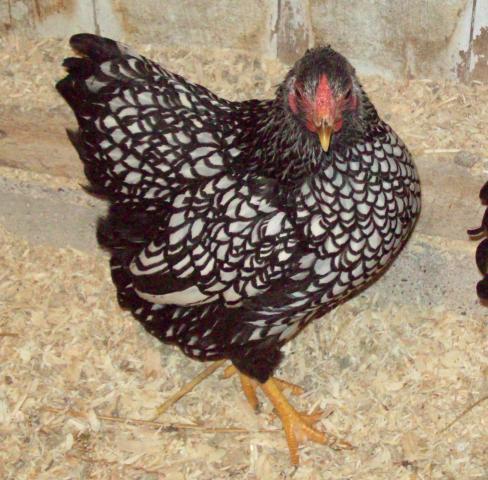 ***NPIP*** 12 Silver Laced Wyandotte Hatching Eggs
