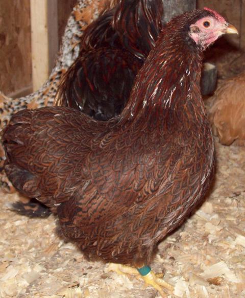 47690_partridge_wyandotte_hens_002_2.jpg