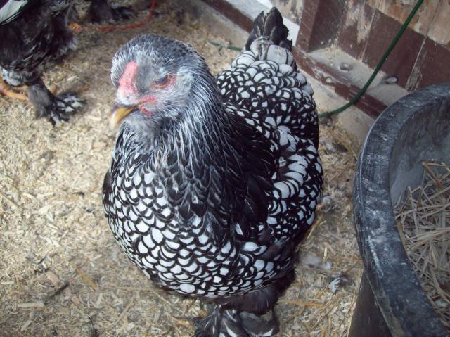 47690_silver_laced_brahmas_001.jpg