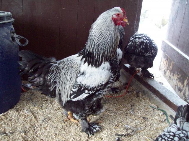 47690_silver_laced_brahmas_002.jpg
