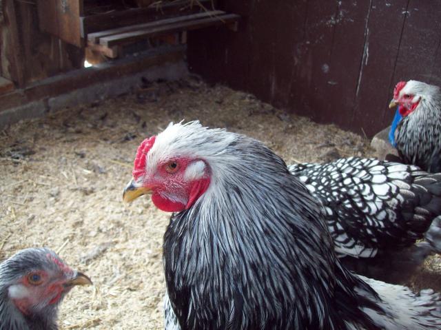 47690_silver_laced_brahmas_003.jpg