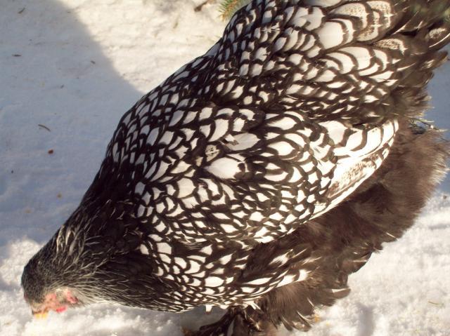 47690_silver_laced_brahmas_016.jpg