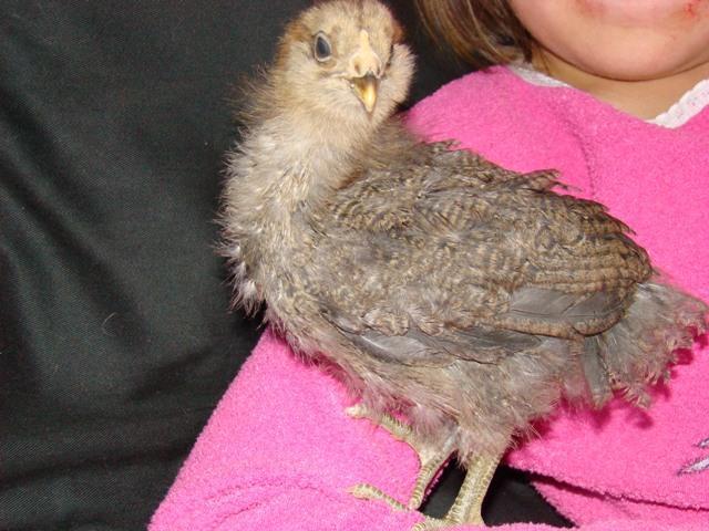 47694_nugget2wk.jpg