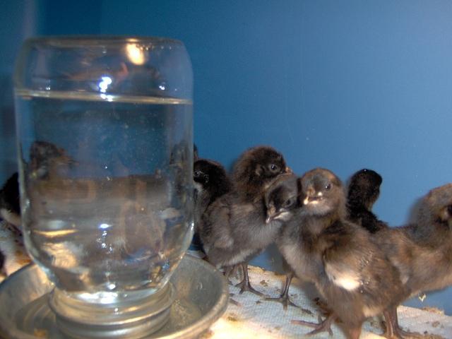 47708_my_la_fleche_chicks_003.jpg