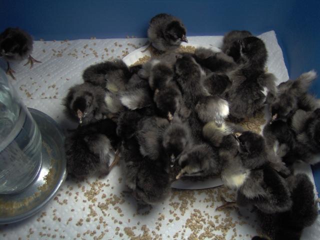 47708_my_la_fleche_chicks_from_ideal_poultry_002.jpg